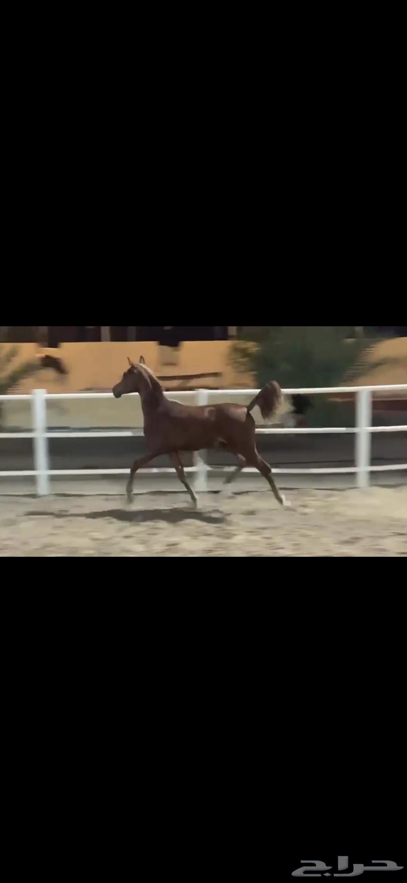 خيول عربية للبيع عدد 364525884212867111
