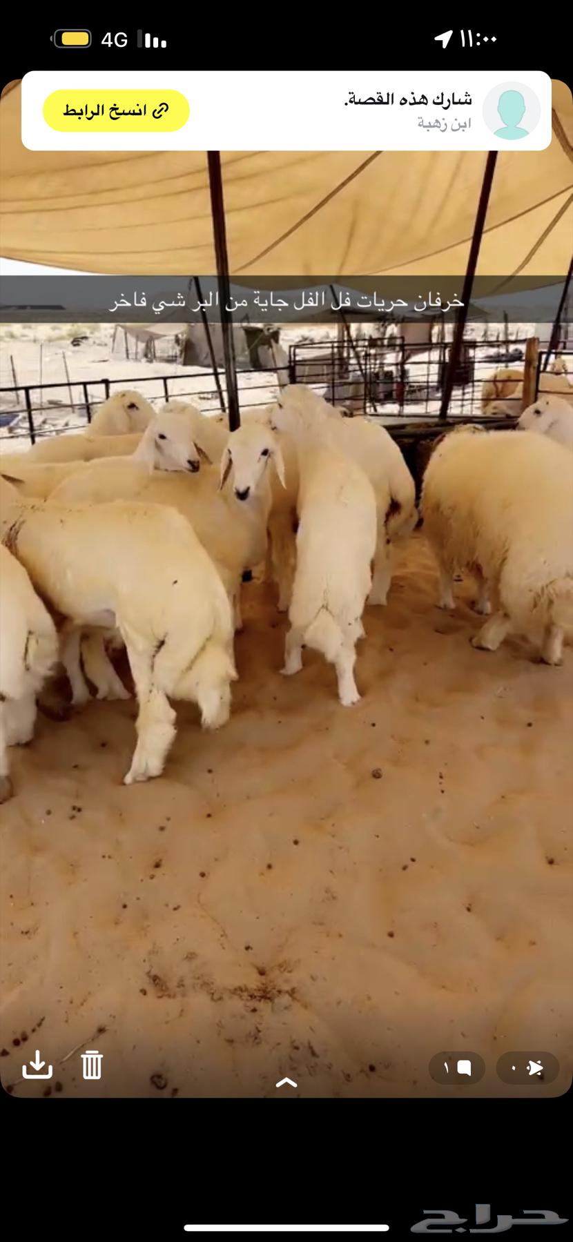 Freedom Sheep for All64521197271810112