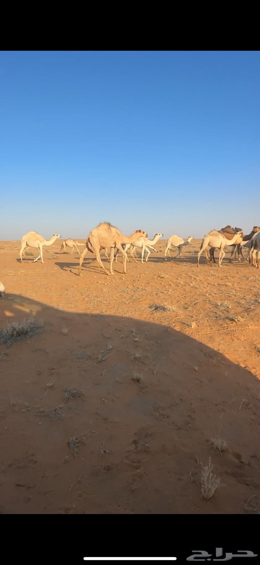 للبيع قعدان قصب64521738012162113