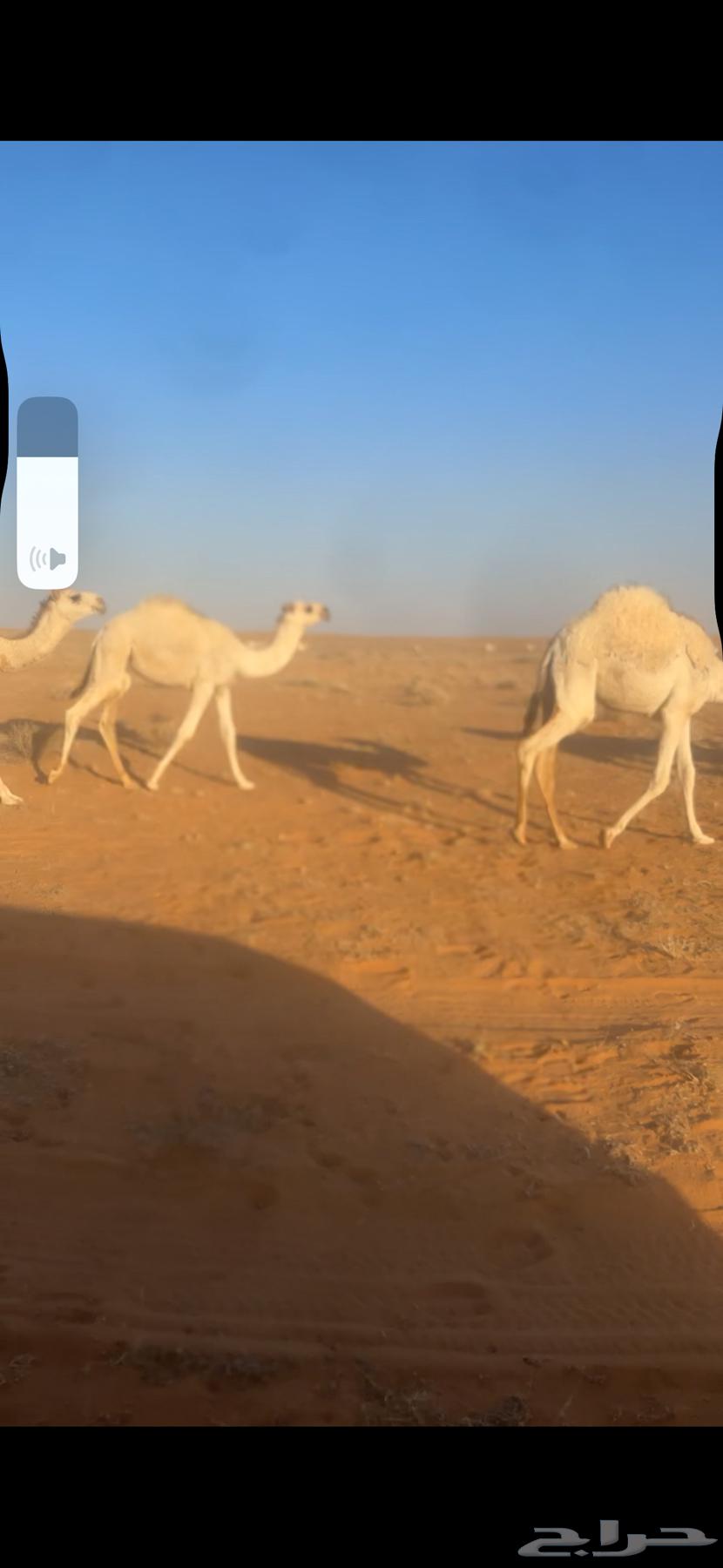 للبيع قعدان قصب64521738012162111