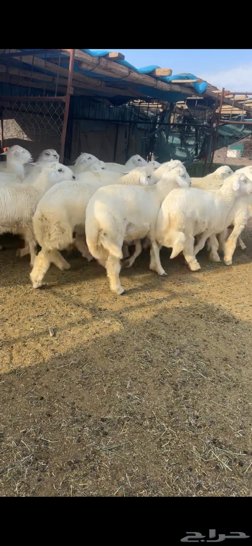 طليان للبيع64520812046083112