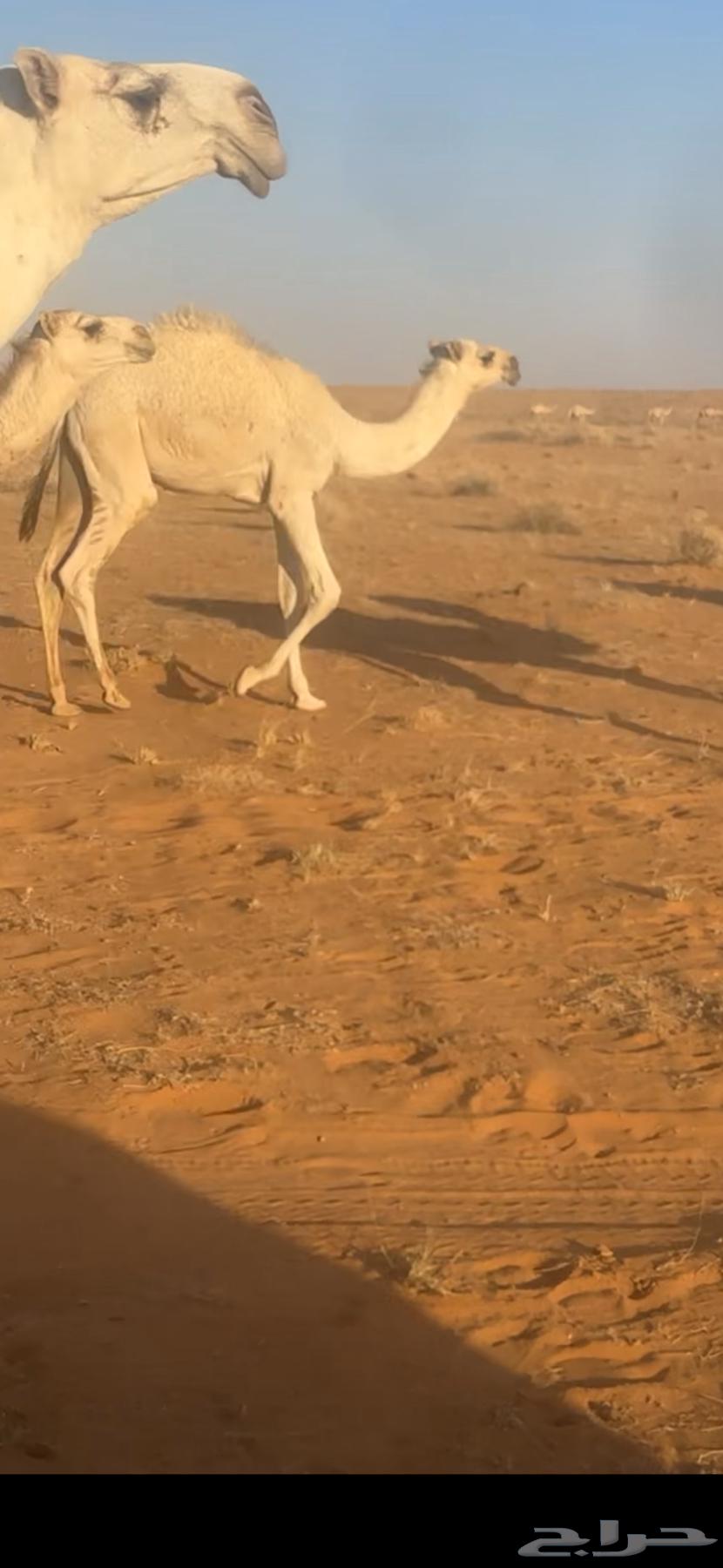 للبيع قعدان قصب64521738012162110