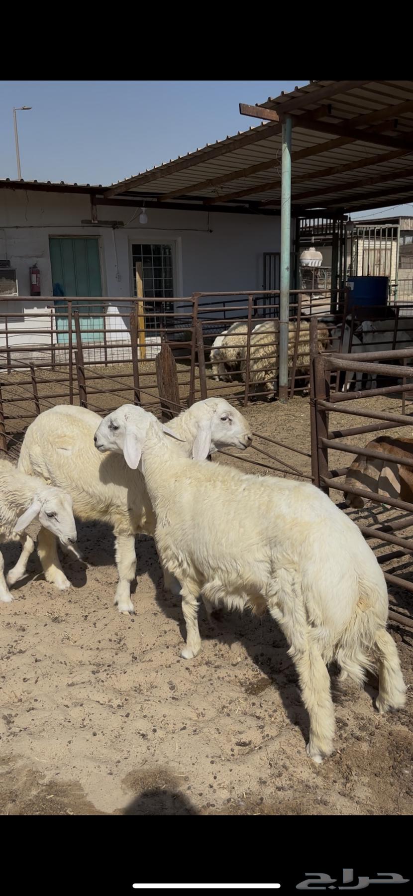 عرض خاص حري لباني64523809533186110