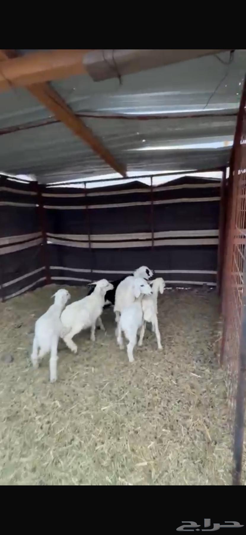 بهم للبيع64523429979267111