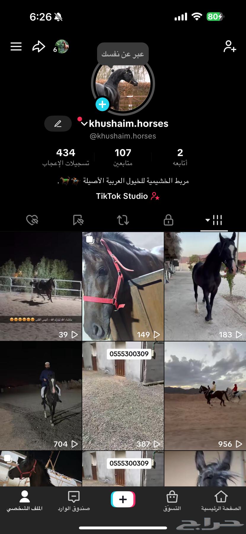 خيل مصري عربي للبيع64525911845377111