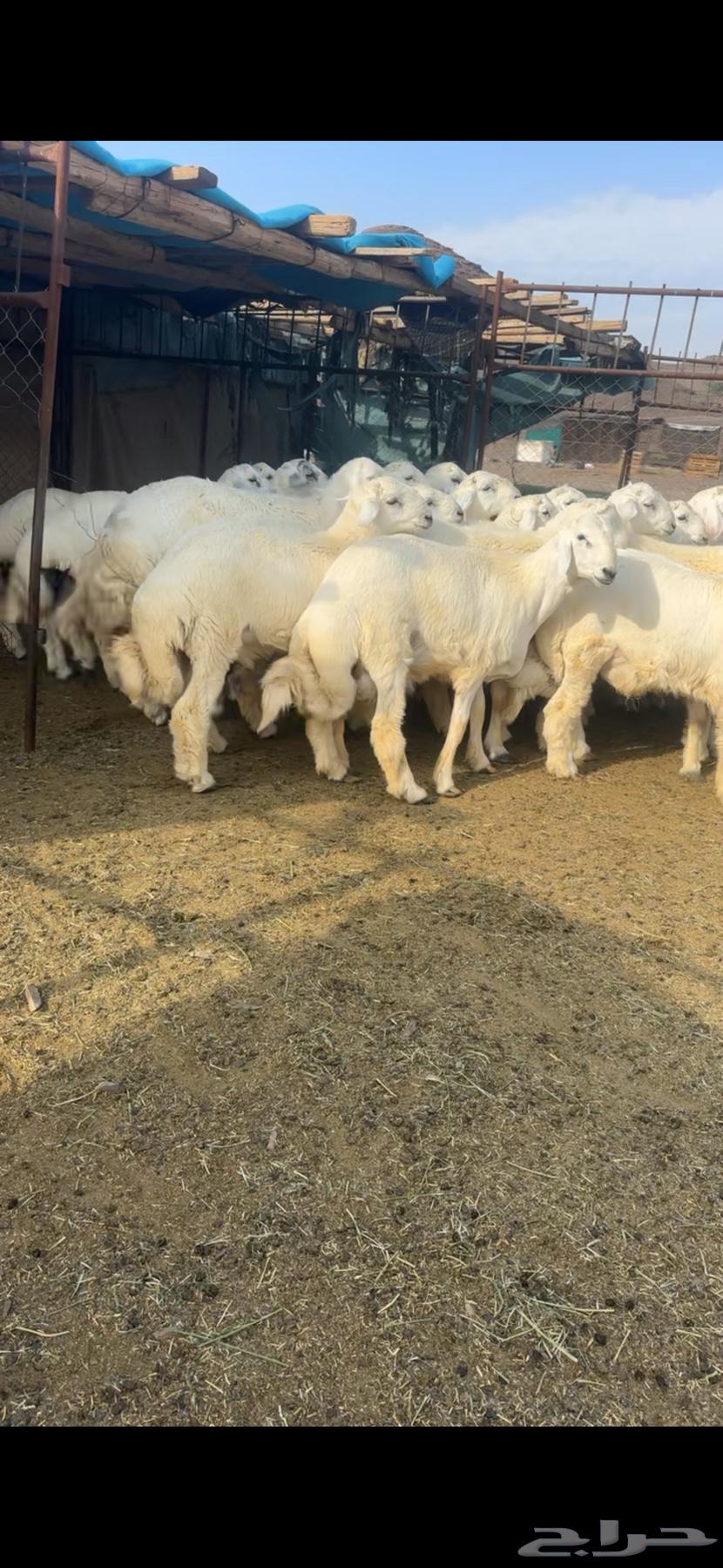 طليان للبيع64520812046083113