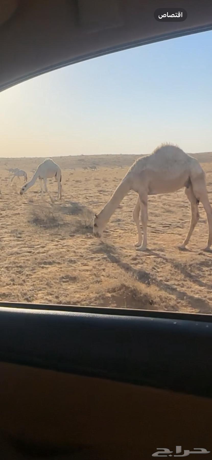 للبيع قعدان قصب64521738012162112