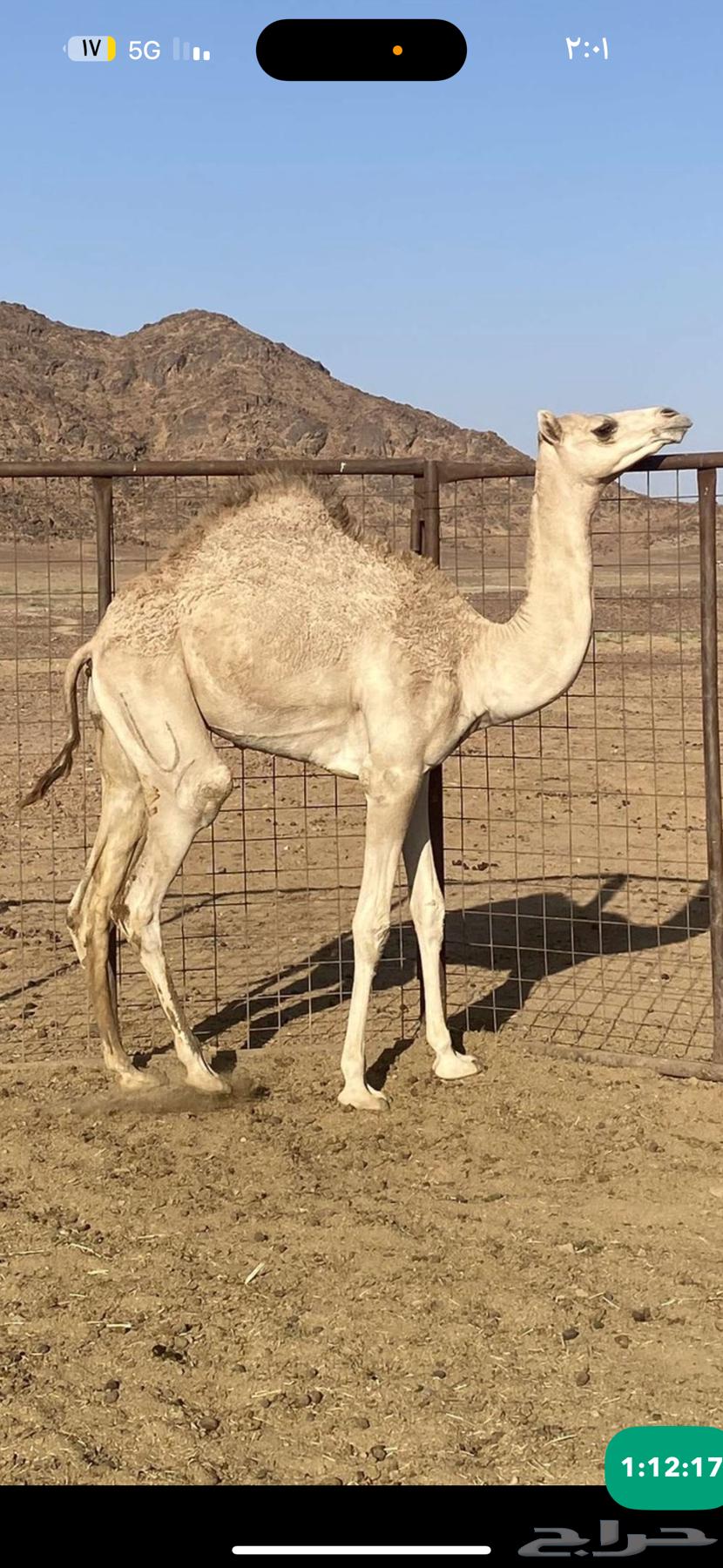 بكره للبيع64519455192450110