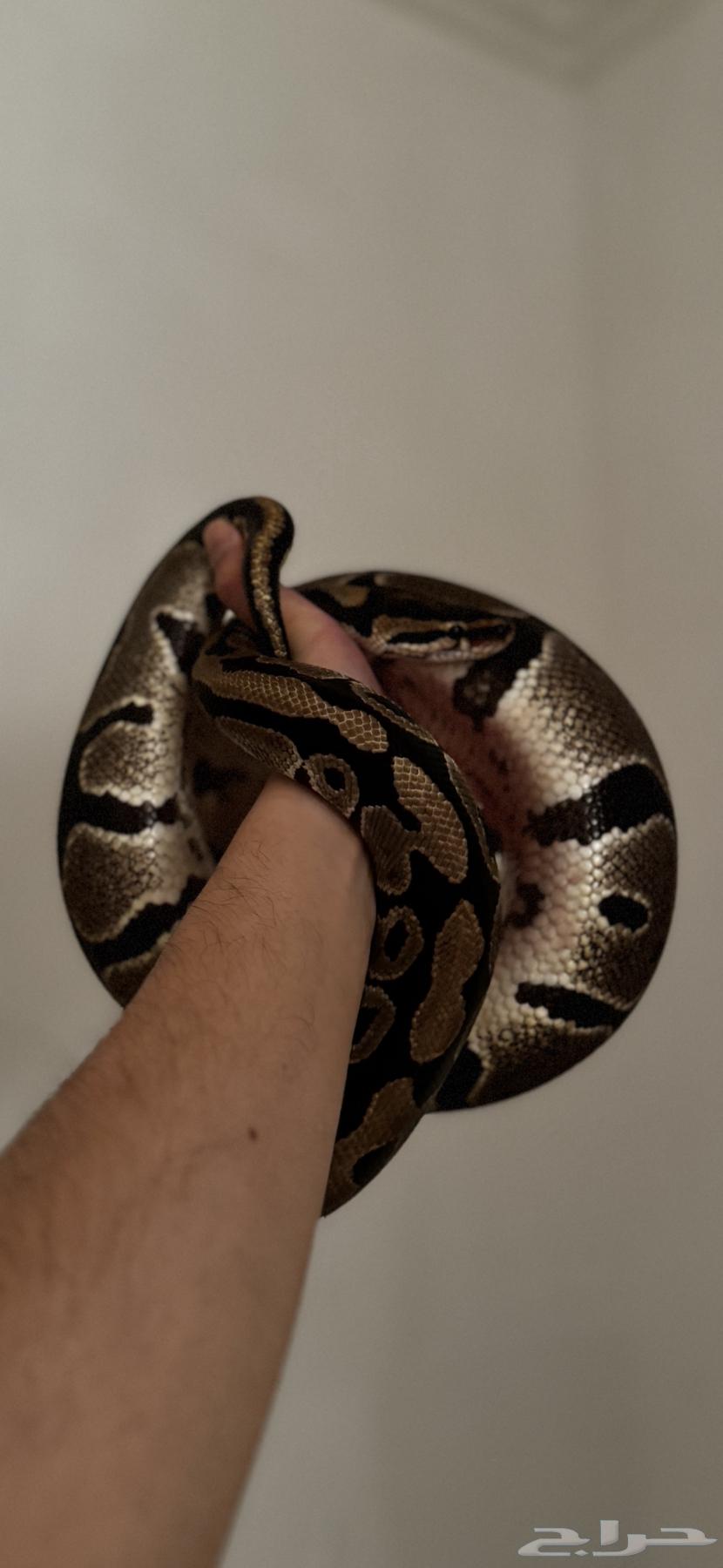 مستلزمات زواحف بول بايثون64521254525442112