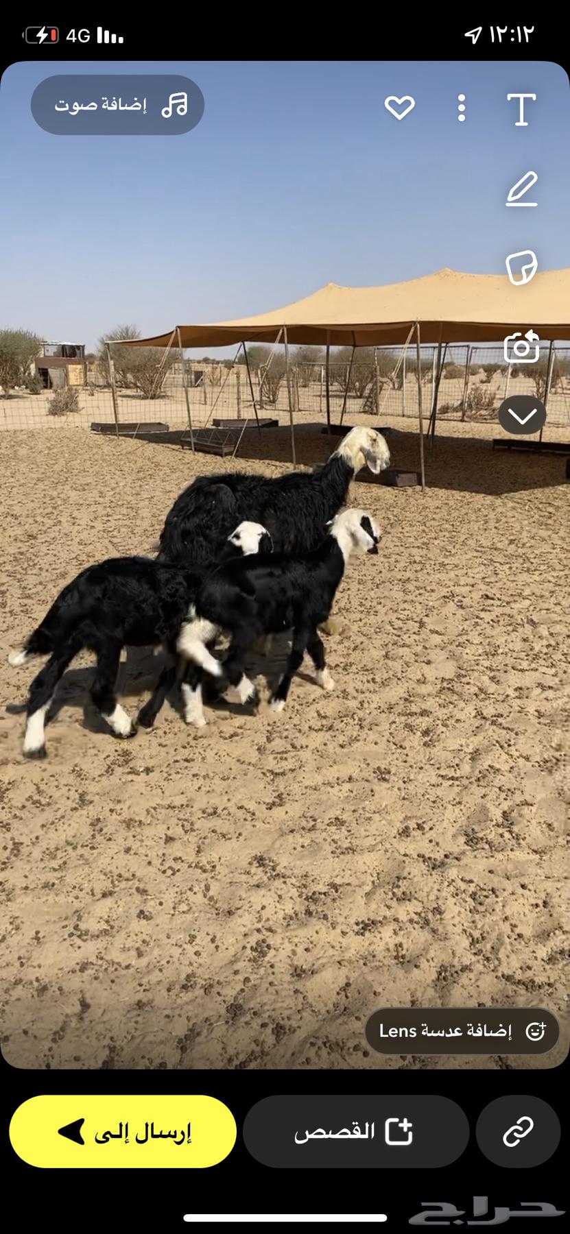 شاه نجديه قارح معها رخال كل شي شرط64521582576258110