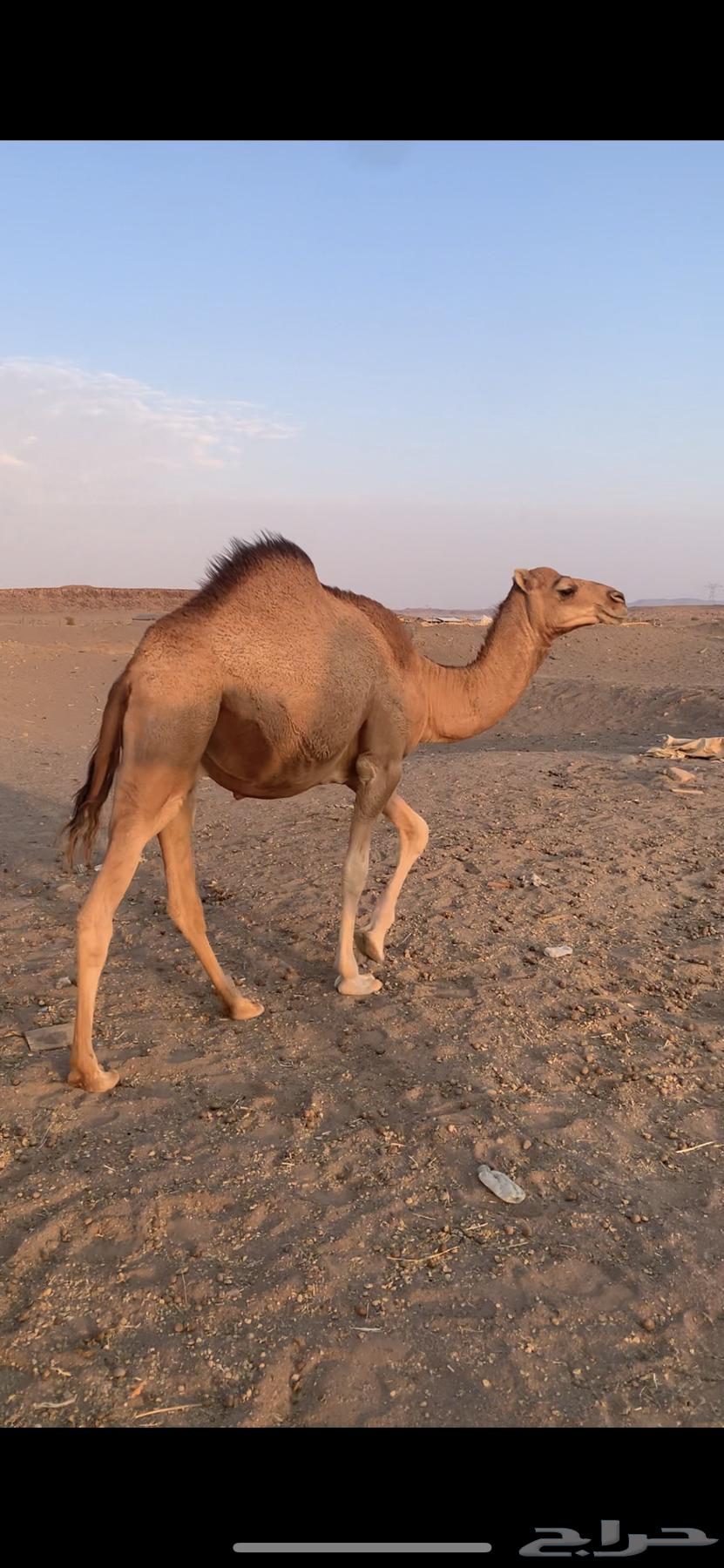 للبيع قعود64524130234115110