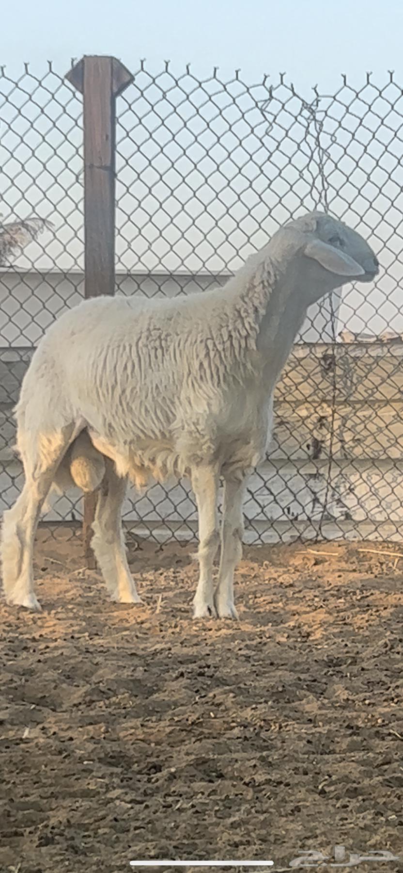 فحل حري صنف فاخر64521369071873111