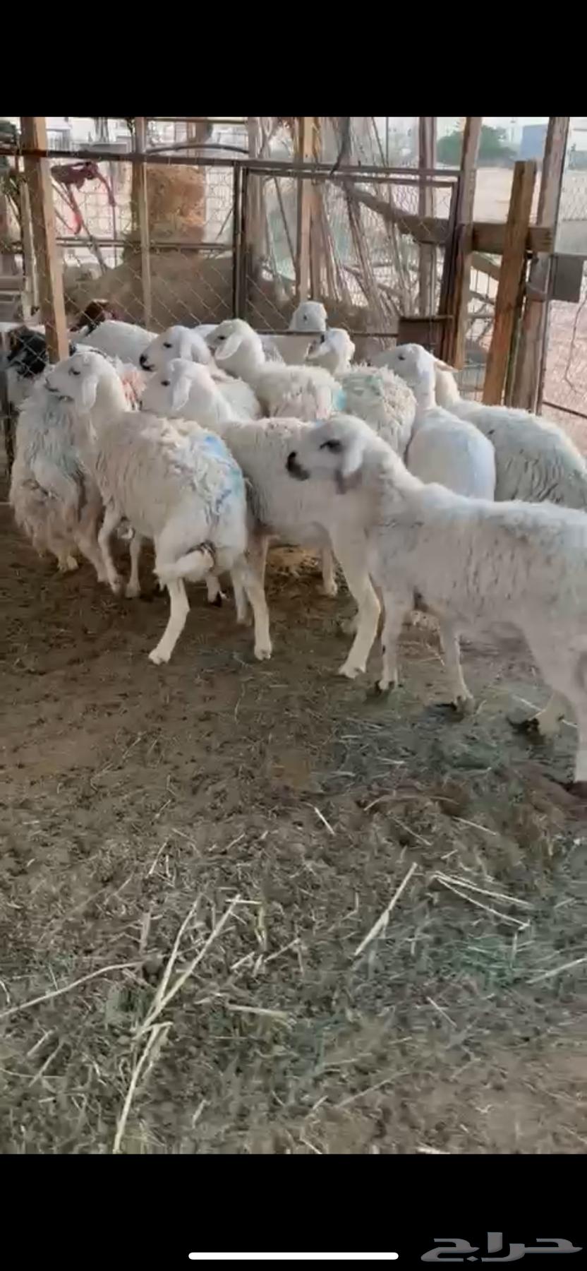 للبيع غنم حريات دفيع شرط سونار ( تم البيع )64524347455363110