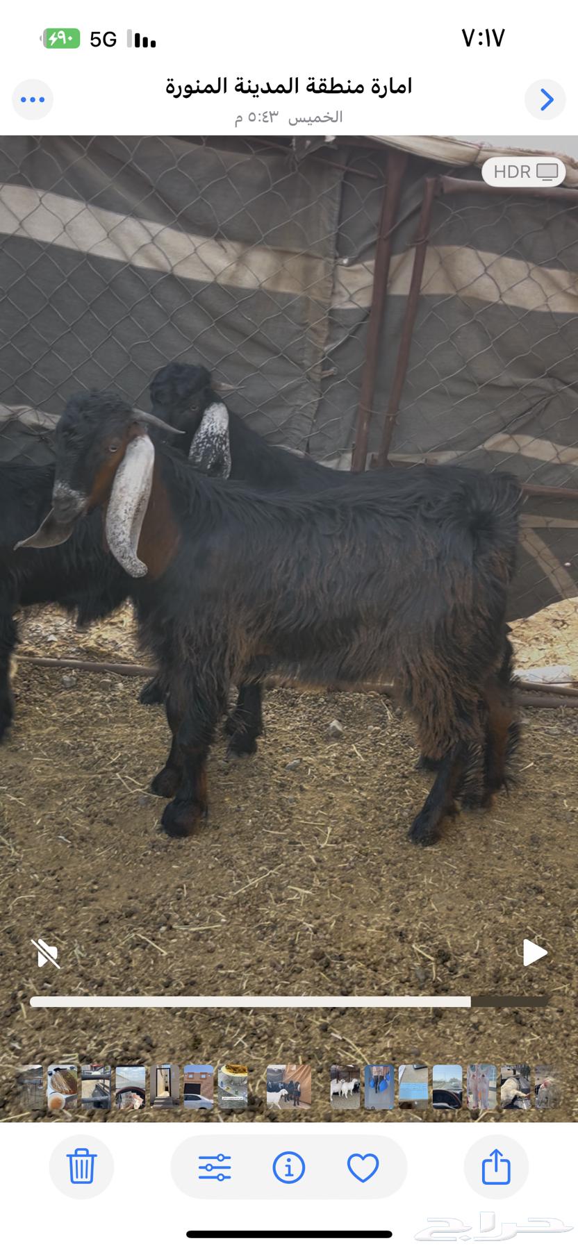 عروض اليوم الوطني على التيوس والطليان64524905160449112