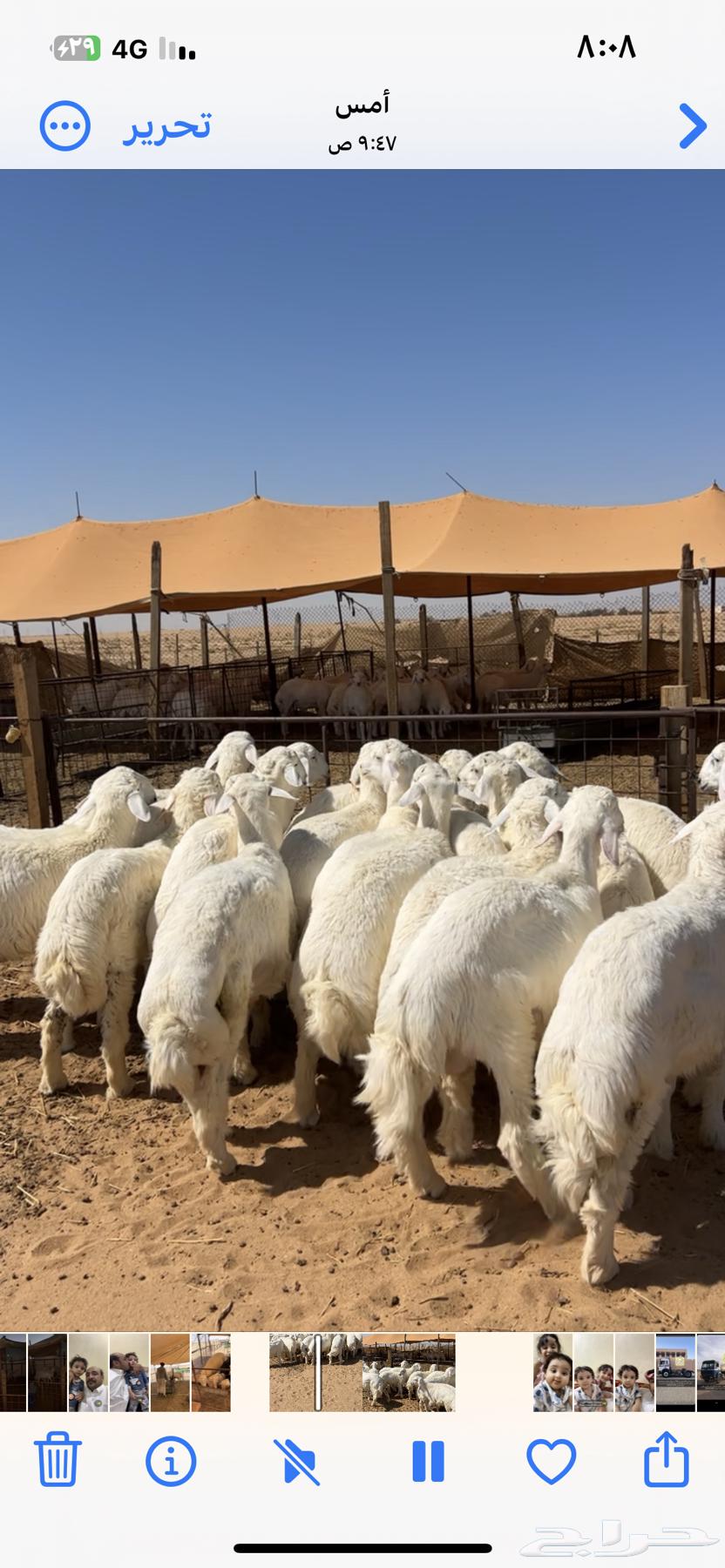 Luxury Sacrificial Animals, Hajj 2025, Heading to Riyadh on September 27, 202564525414278785114