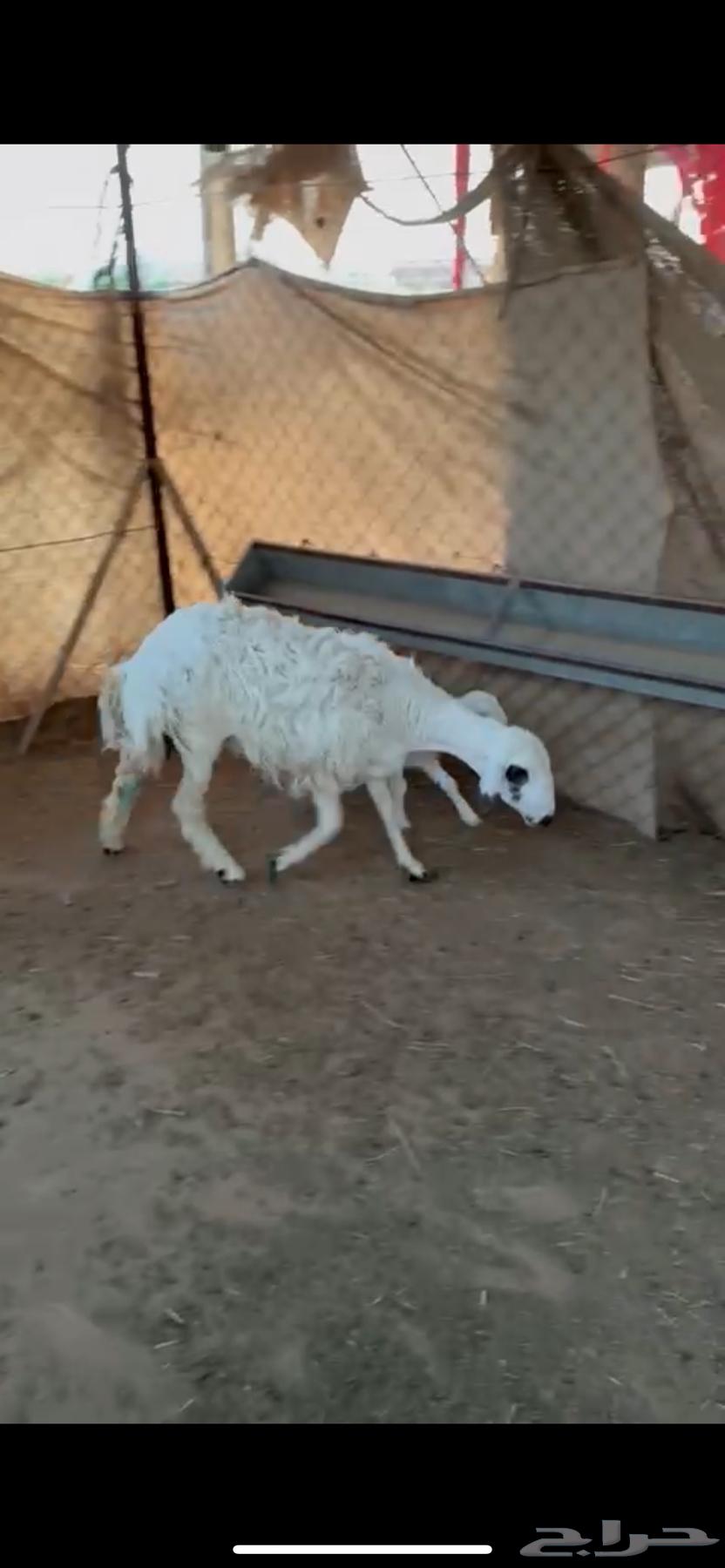 للبيع غنم حريات دفيع شرط سونار ( تم البيع )64524347455363114