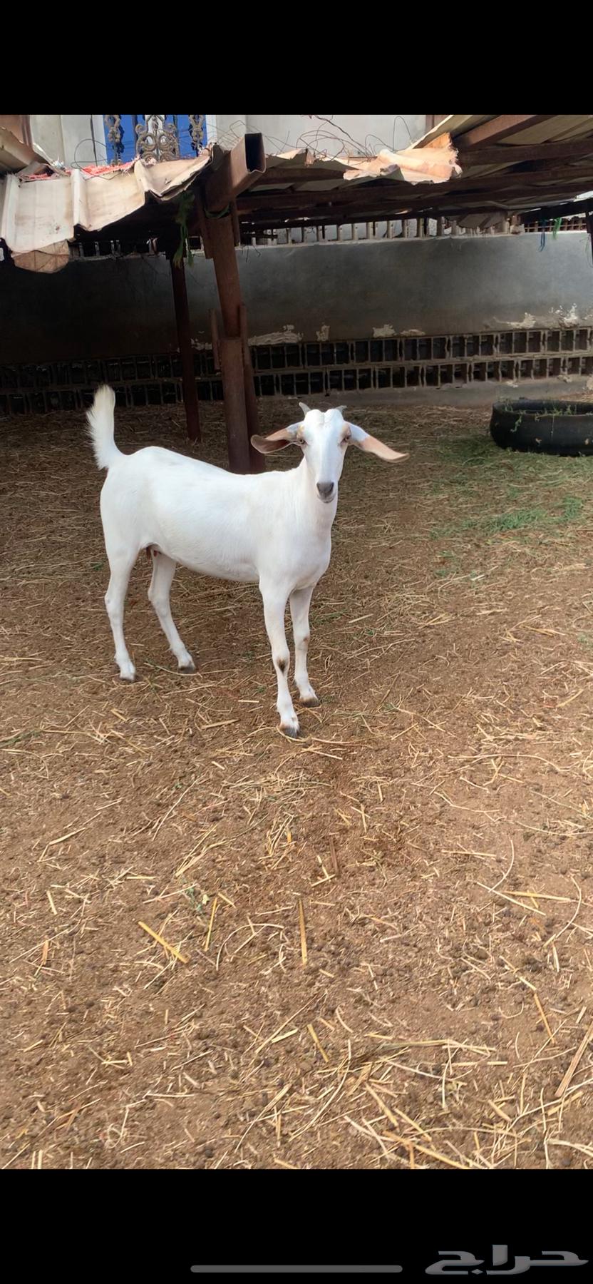 Jafar Bechiat Class Class64525150637314111