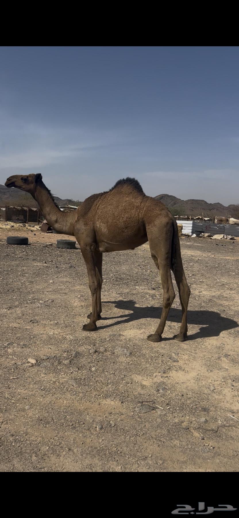 بكره لقيه64521496993154111