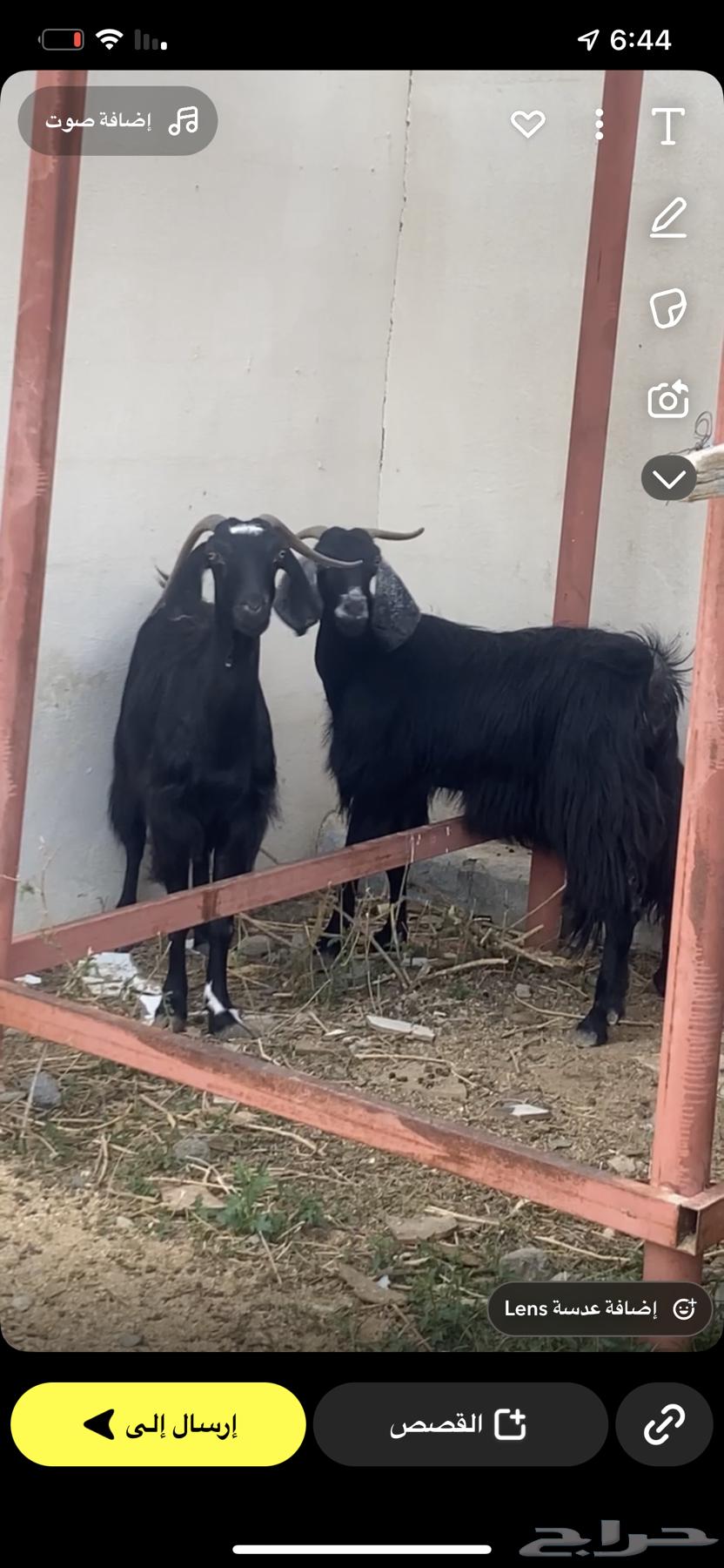 عنزين مضاريع وديوس سليمه وطيبه اسنانا شبب قارح64526634593923110