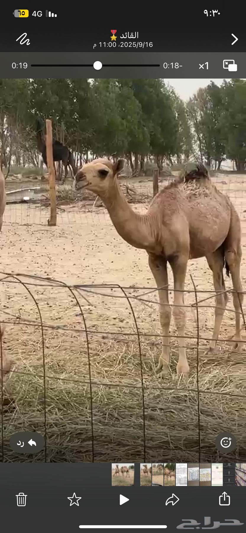 ناقة خلفه حمرا طيبه بالحيل معها قعود كفو64520783542914113