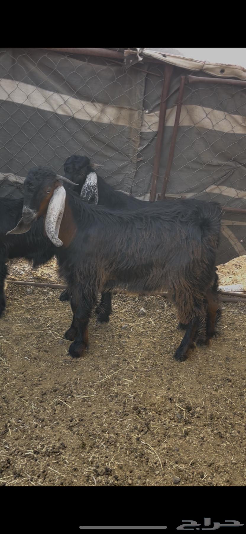 عروض اليوم الوطني على التيوس والطليان64524905160449111