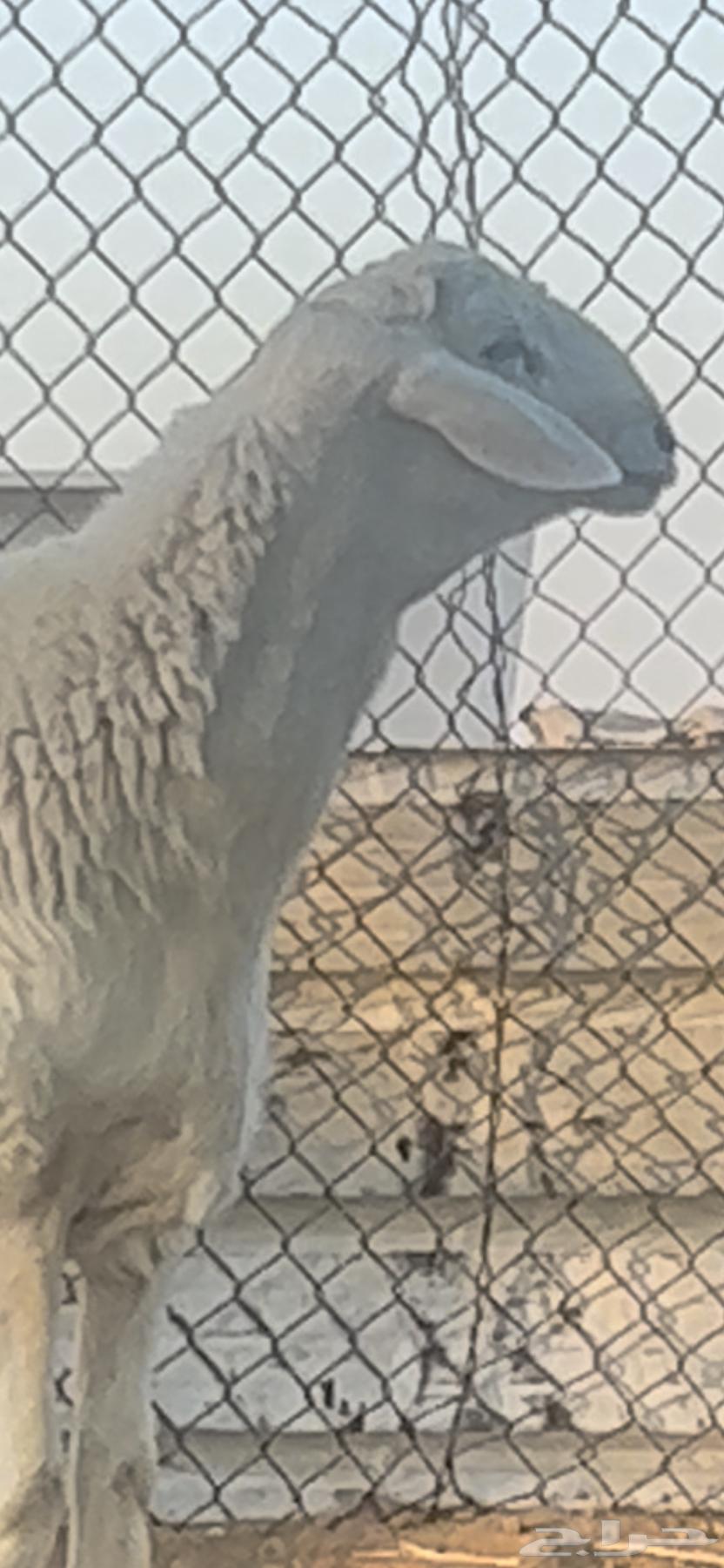 فحل حري صنف فاخر64521369071873110