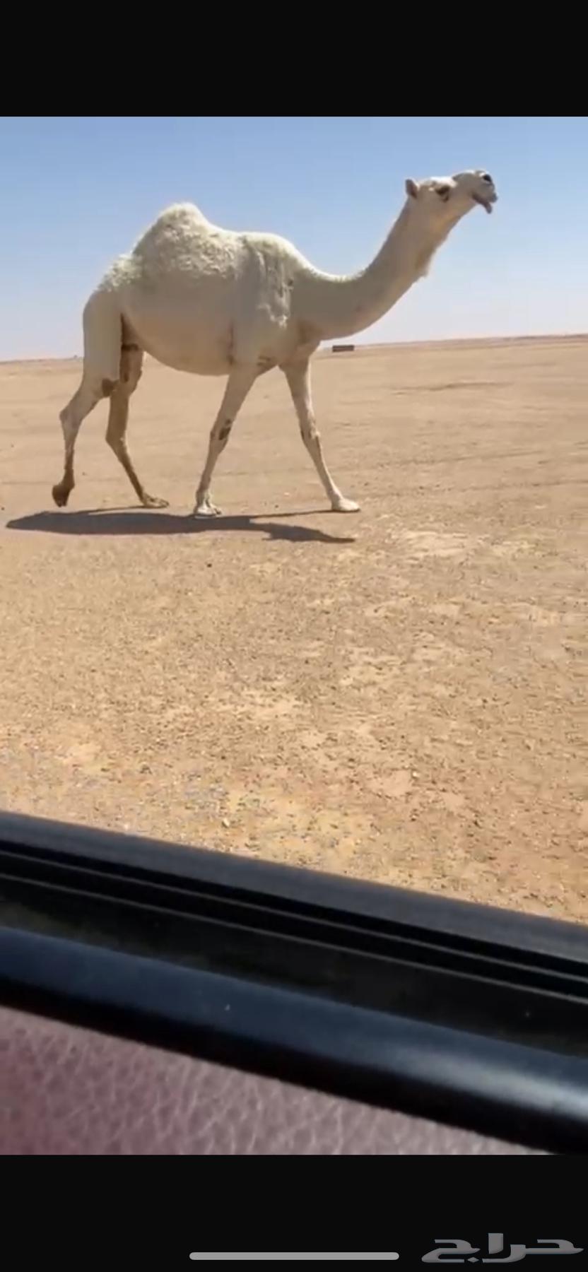 للبيع البكره الضريبه64521738036098110