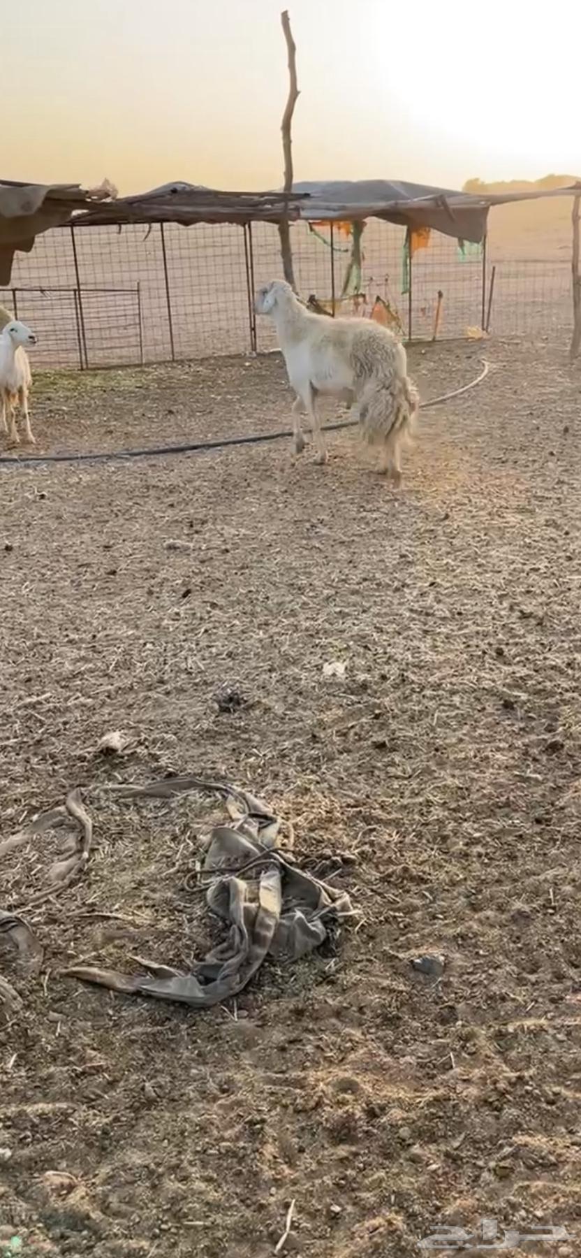 طلي فحل صنف64525981394433110