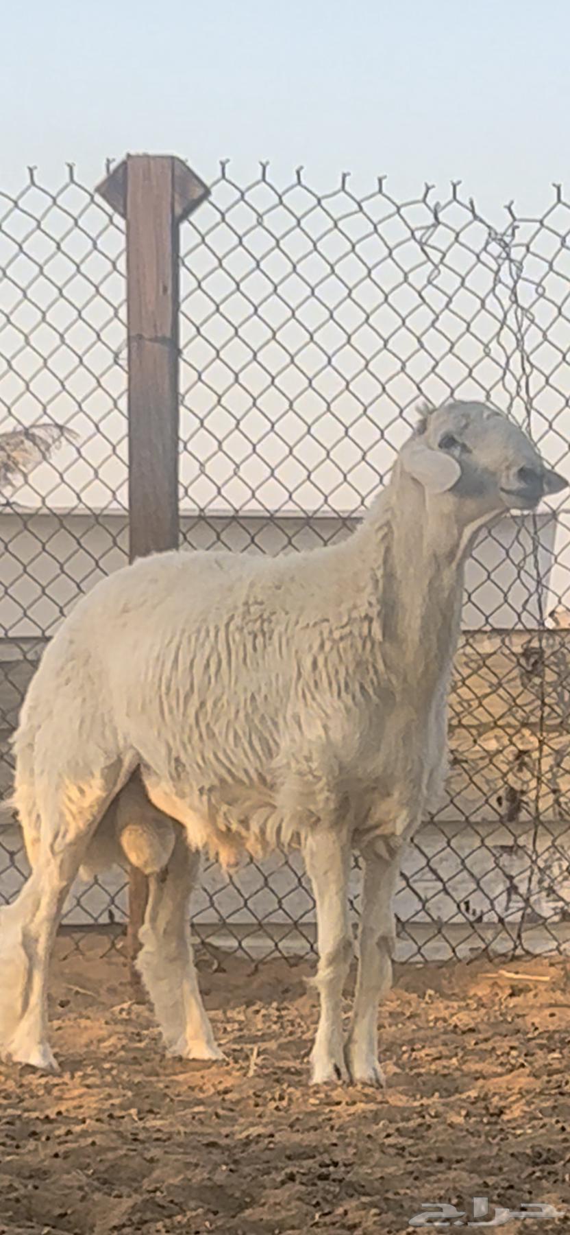 فحل حري صنف فاخر64521369071873112