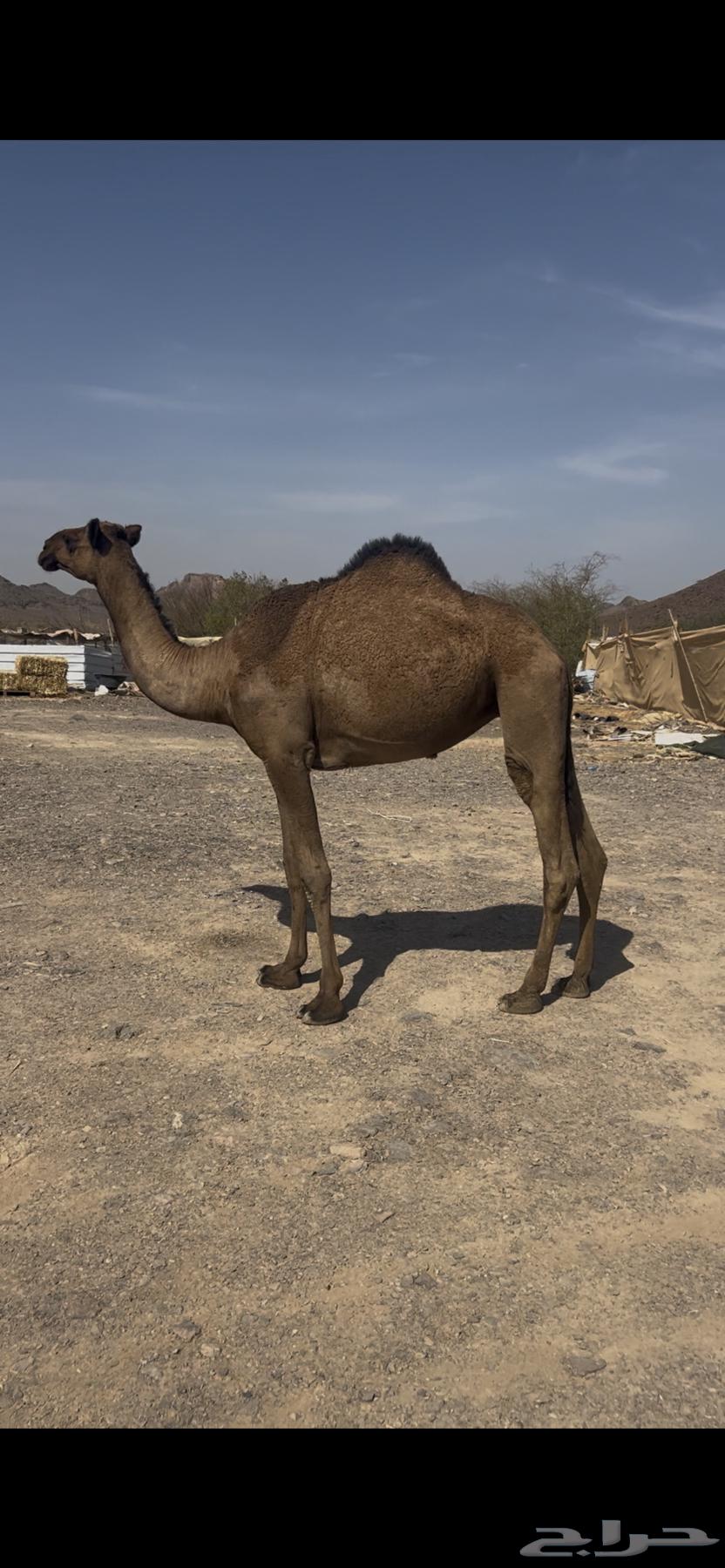 بكره لقيه64521496993154110