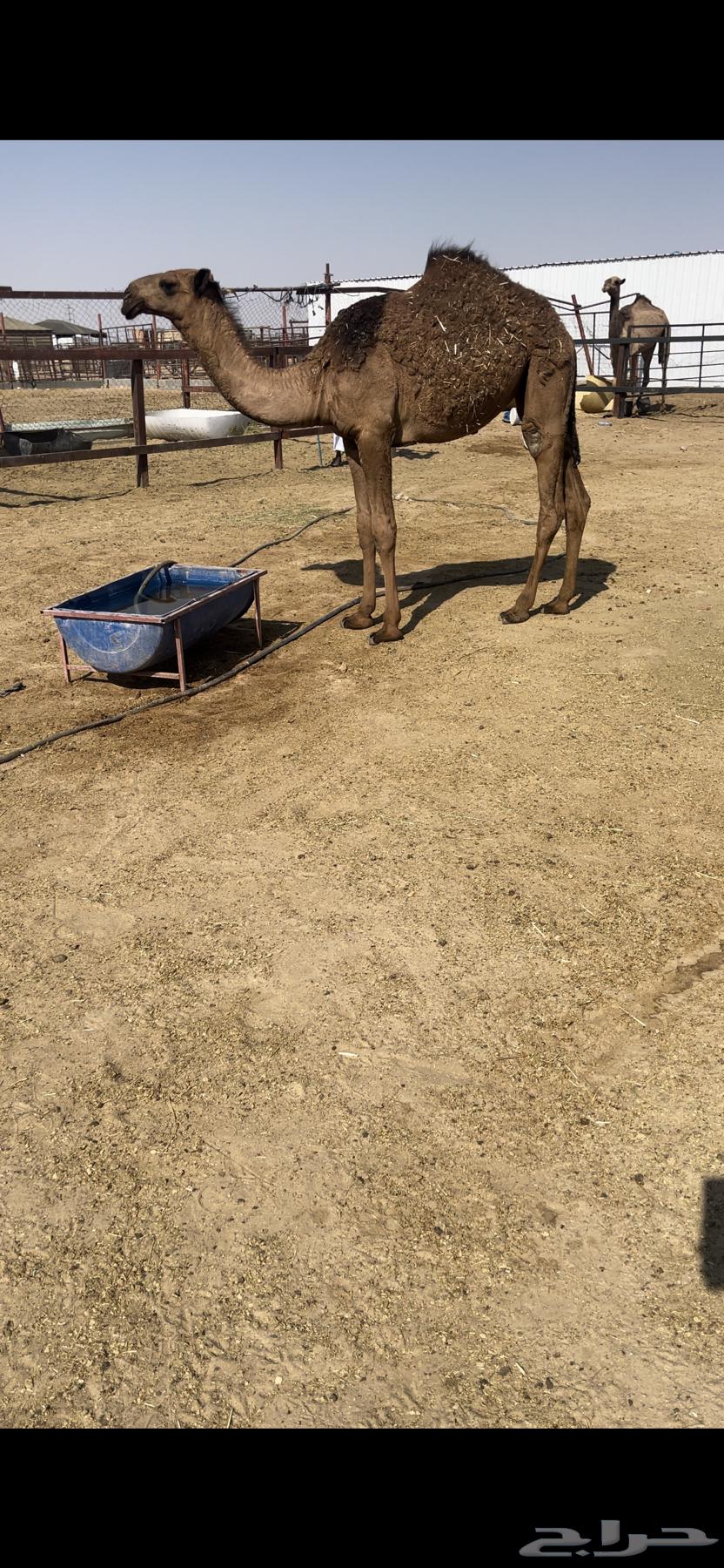 حواره دبيانيه ( تم البيع )64524960564098110