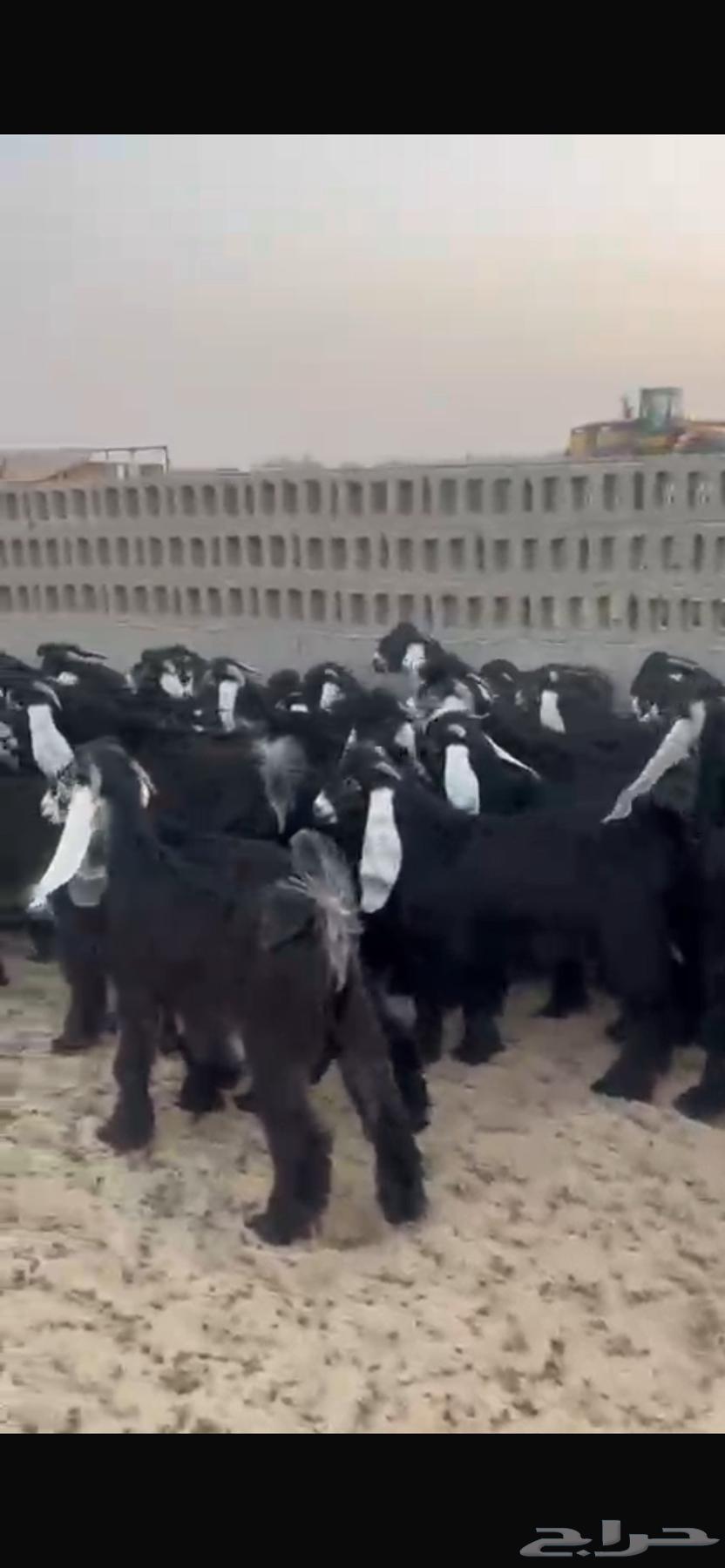 Slaughtering of rams and goats today64520403683203110