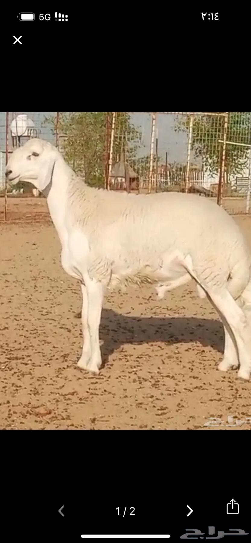 مشروع فحل حري صنف تم البيع64519497676674110