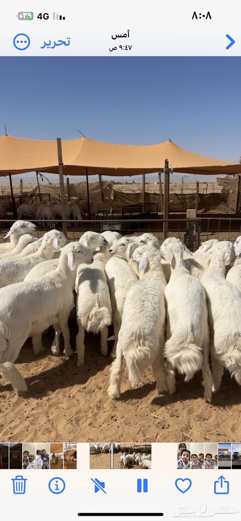 Luxury Sacrificial Animals, Hajj 2025, Heading to Riyadh on September 27, 202564525414278785111