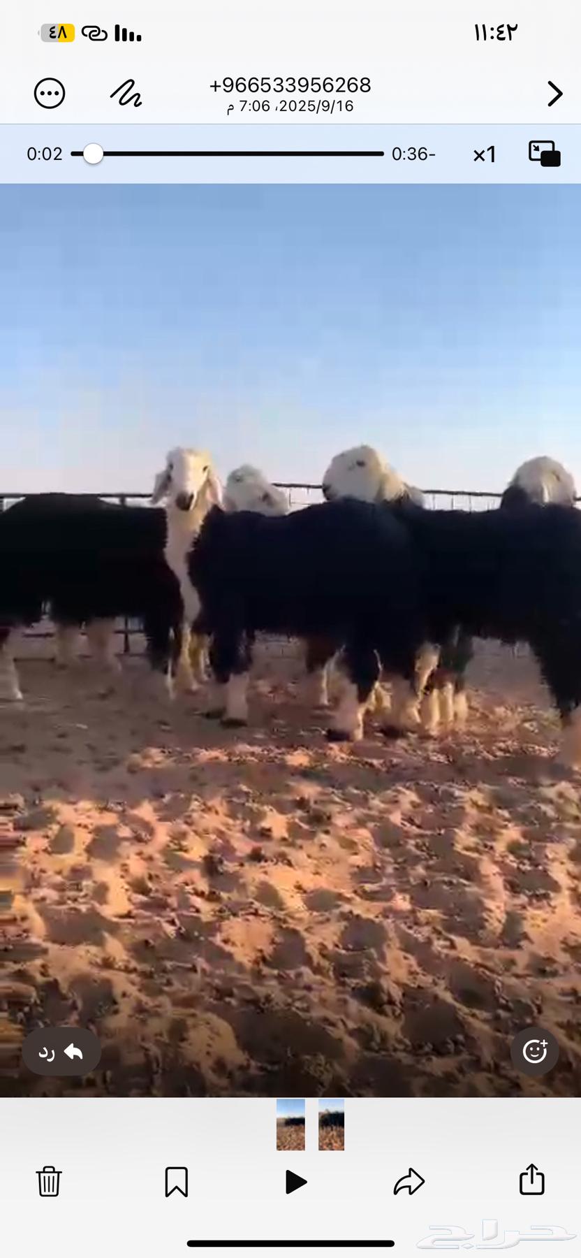 Najdi lambs, strong, fatty, conditioned64521411637123110