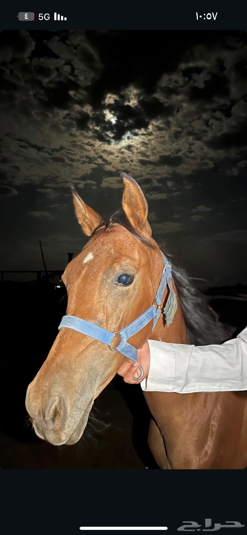 مهره شعبيه تنافس الواهو64526286388865112