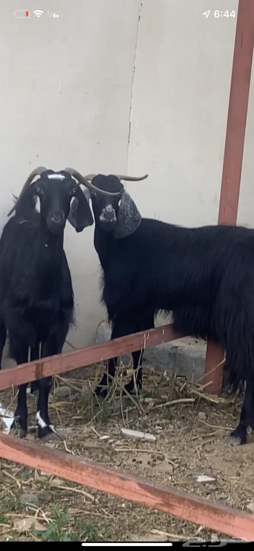 عنزين مضاريع وديوس سليمه وطيبه اسنانا شبب قارح64526634593923111