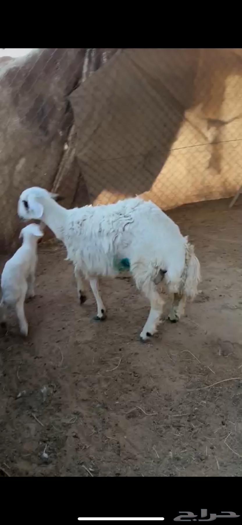 للبيع غنم حريات دفيع شرط سونار ( تم البيع )64524347455363113