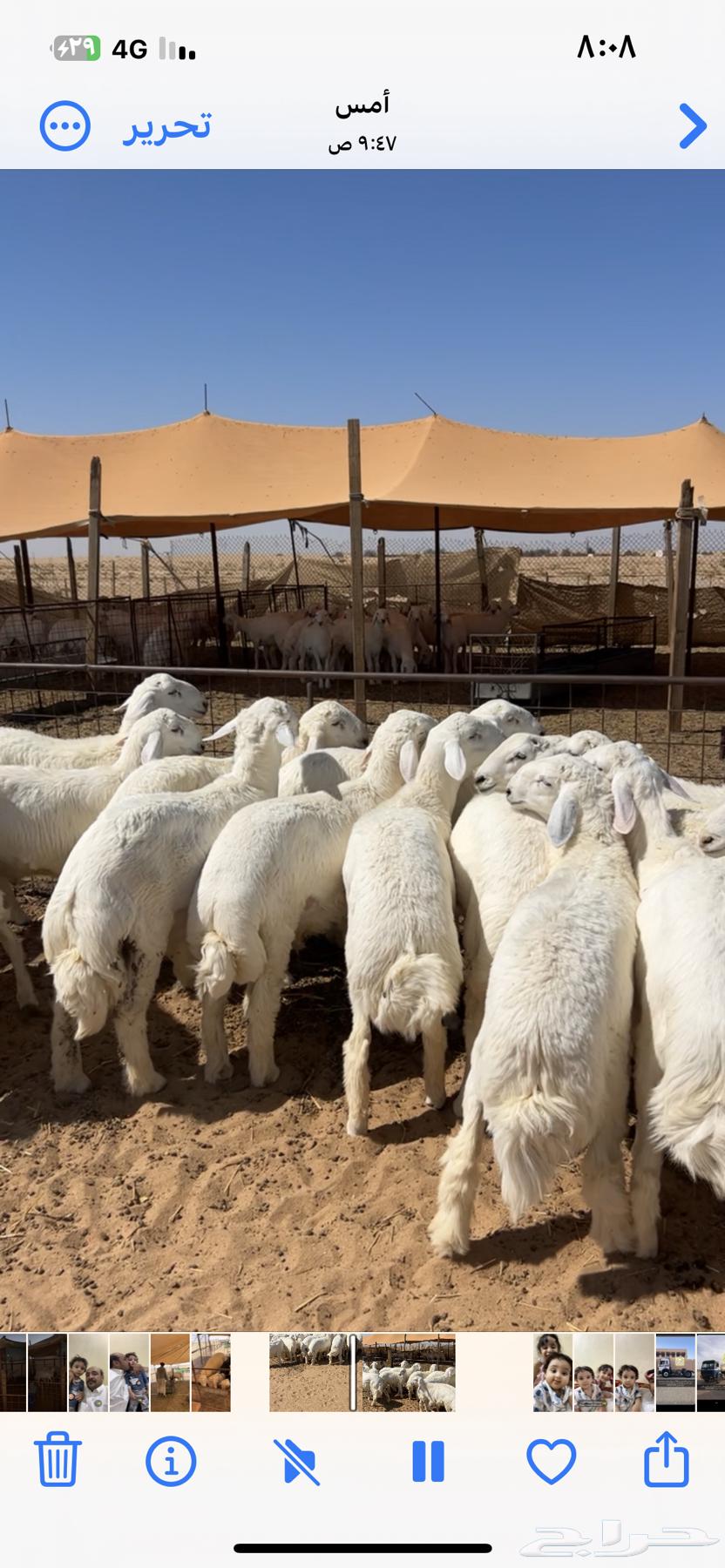 Luxury Sacrificial Animals, Hajj 2025, Heading to Riyadh on September 27, 202564525414278785110