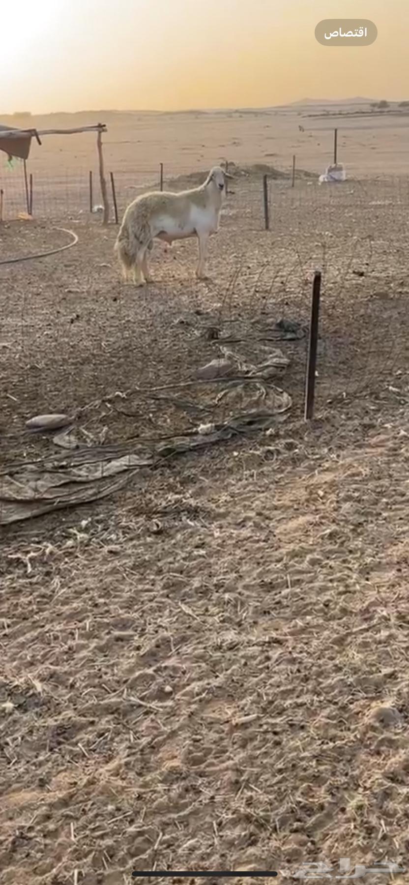 طلي فحل صنف64525981394433111