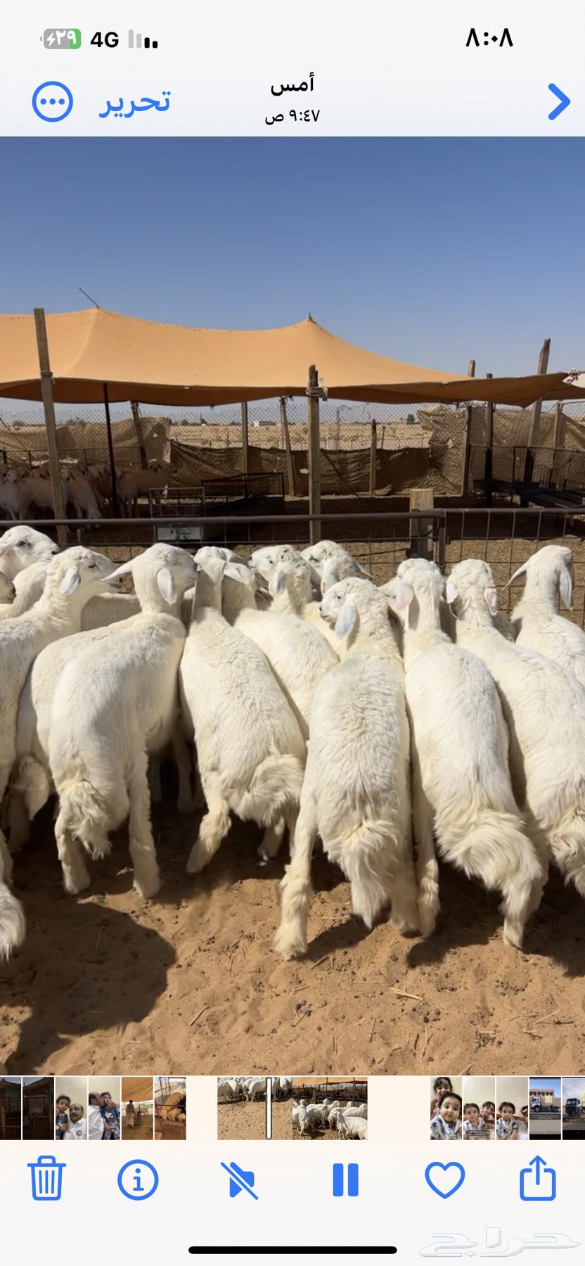 Luxury Sacrificial Animals, Hajj 2025, Heading to Riyadh on September 27, 202564525414278785112
