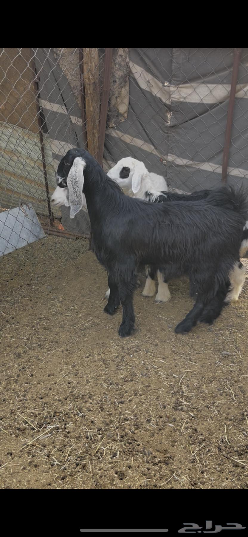 عروض اليوم الوطني على التيوس والطليان64524905160449110