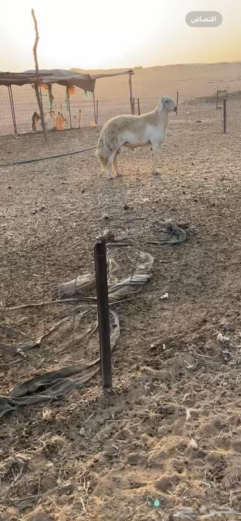 طلي فحل صنف64525981394433113