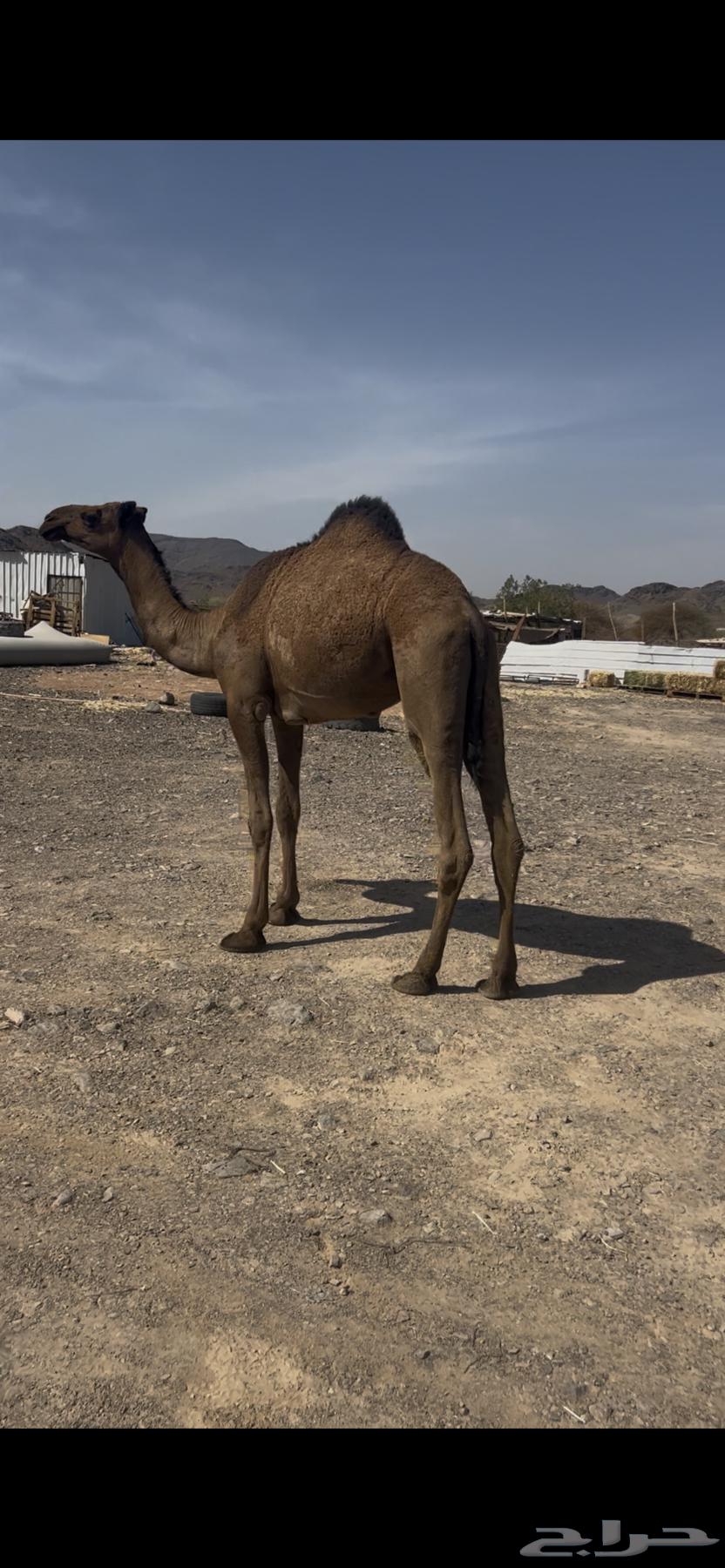 بكره لقيه64521496993154113