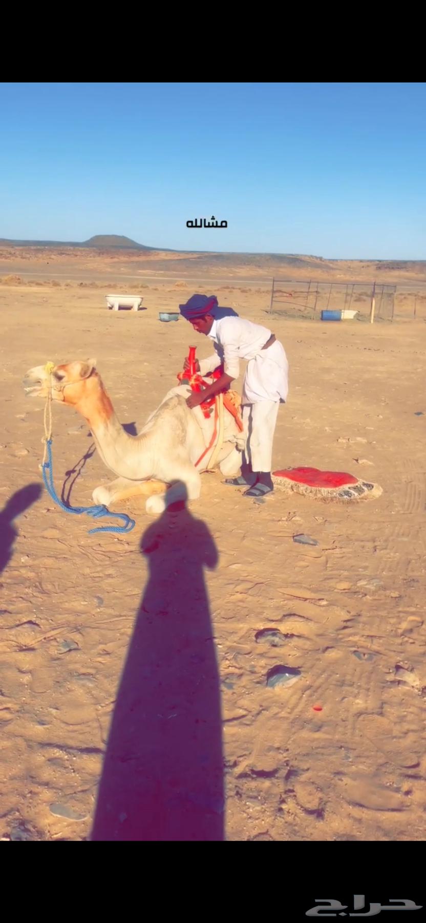 مشالله قعود البيع طبع شرط مهجن من حاله ومع الحلال سوم 600064519850488833110