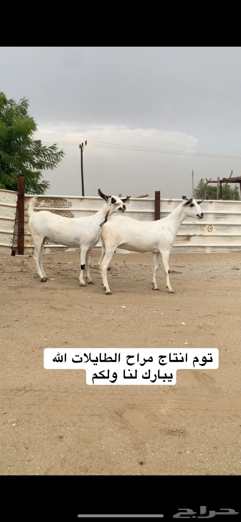 Jafar Bechiat Class Class64525150637314110