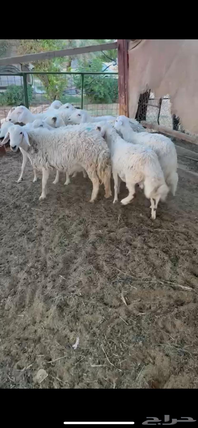 للبيع غنم حريات دفيع شرط سونار ( تم البيع )64524347455363112