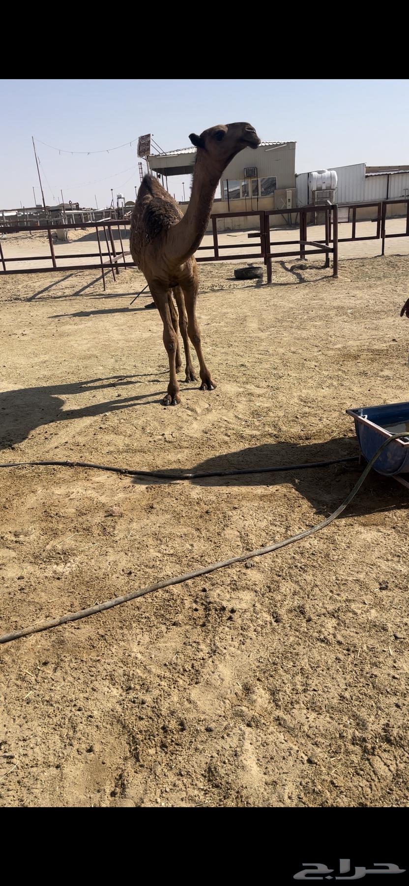 حواره دبيانيه ( تم البيع )64524960564098111