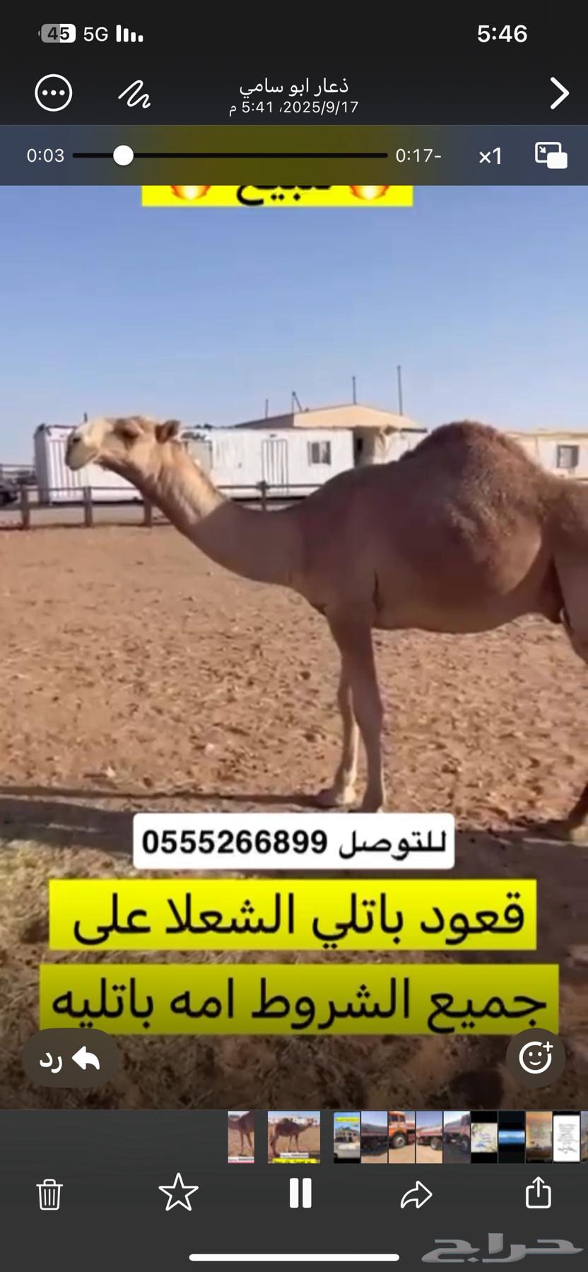 قعدان كفو يااهل الزين الاصل باتليات القعدان64524005906945110
