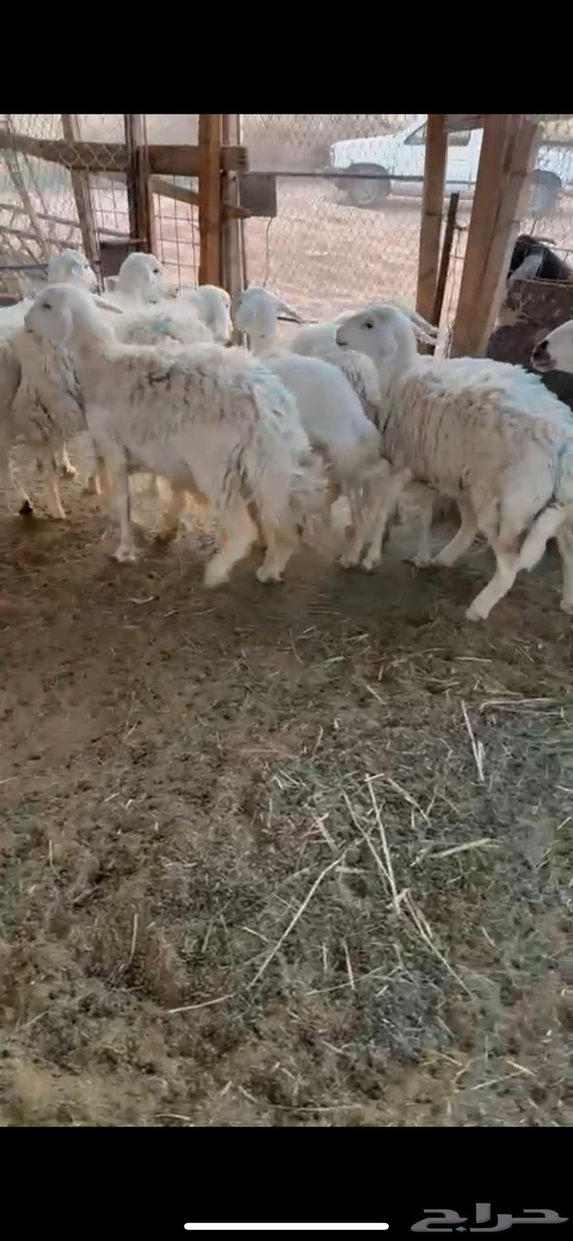للبيع غنم حريات دفيع شرط سونار ( تم البيع )64524347455363111